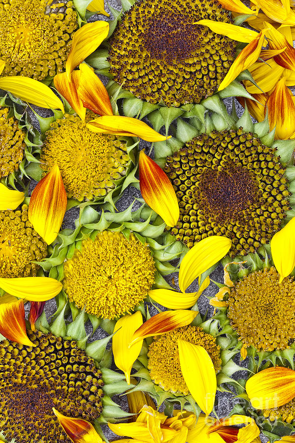 Sunflower Arrangement Photograph by Alan L Graham
