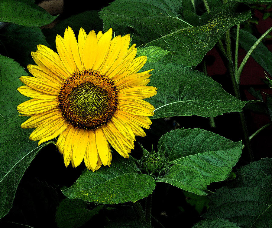 Sunflower Art Photograph by Liz Mackney