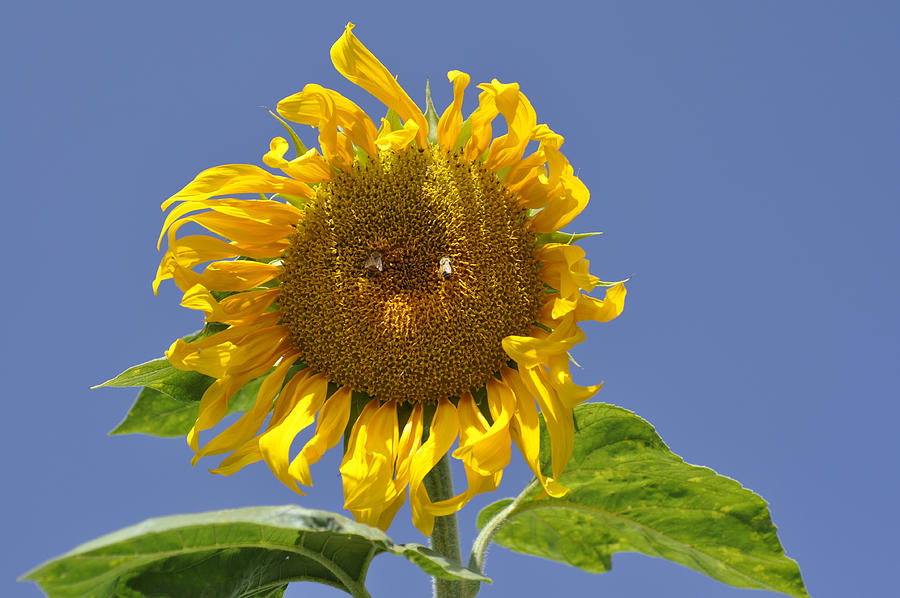 Sunflower in Latrun, Israel Photograph by Dubi Roman
