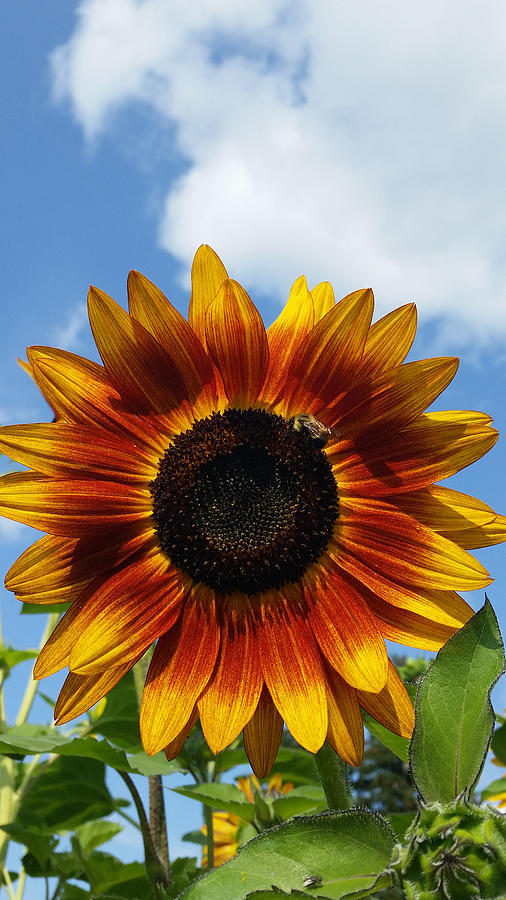 Sunflower At Museum Photograph By Rick Desrochers Pixels 0481