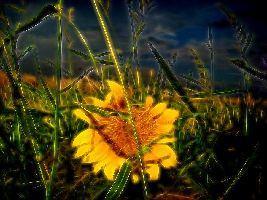 Sunflower at night Digital Art by Cathy Anderson
