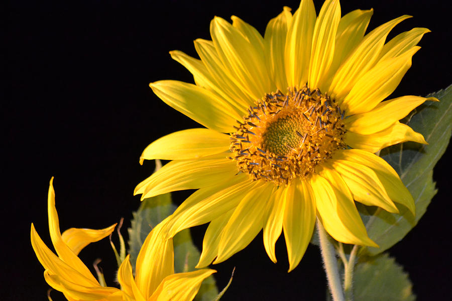 Sunflower at Night Solo Partial Photograph by Travis Fields Fine Art America