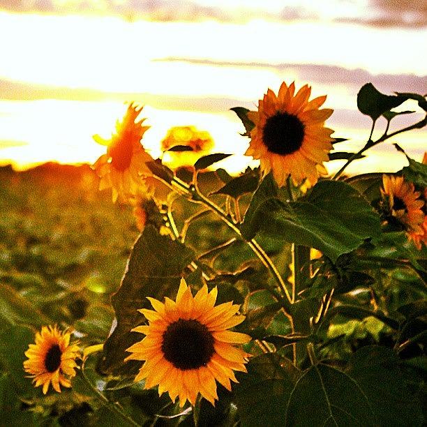 Sunset Photograph - Sunflower At Sunset 5 by Dalan Swenson