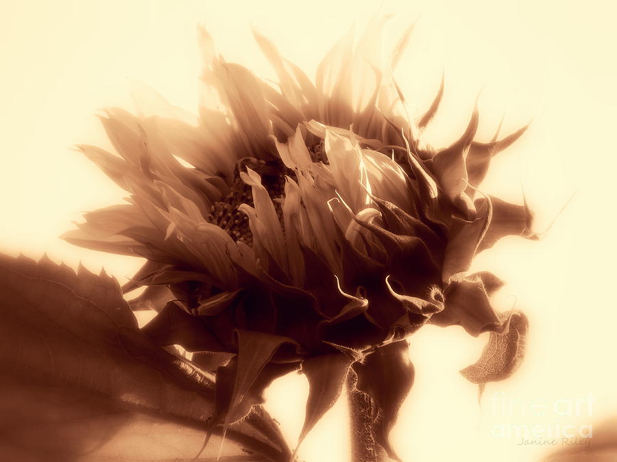 Sunflower - Au Revoir Photograph by Janine Riley