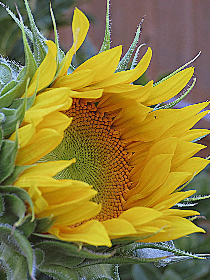 Nature Photograph - Sunflower Awakening by Kay Novy