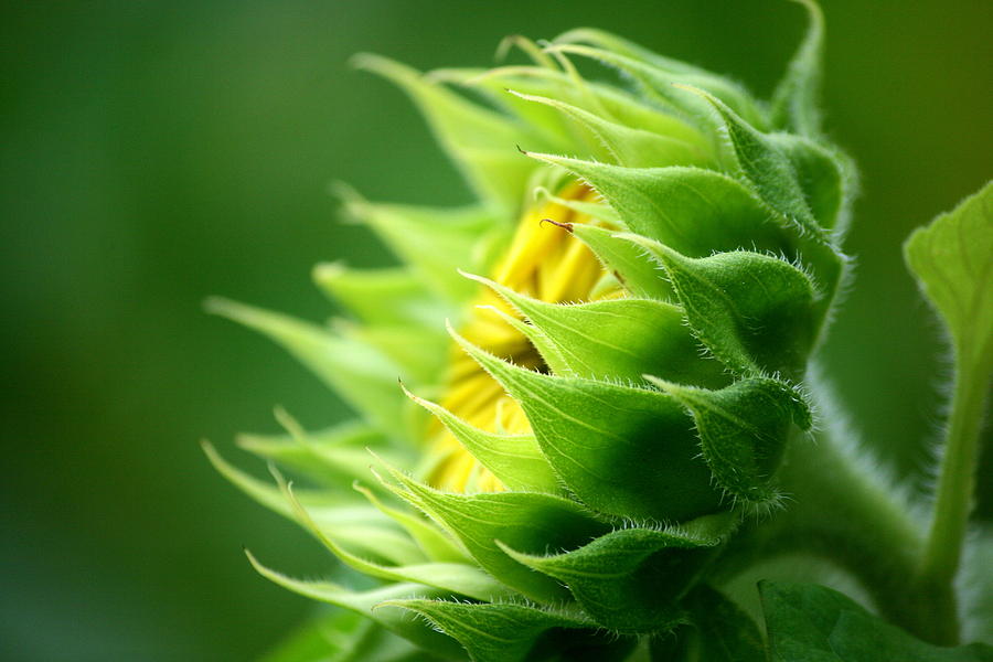 Sunflower Photograph - Awakening Sunflower by Neal Eslinger