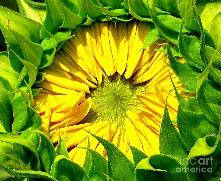 Sunflower Awakes Photograph