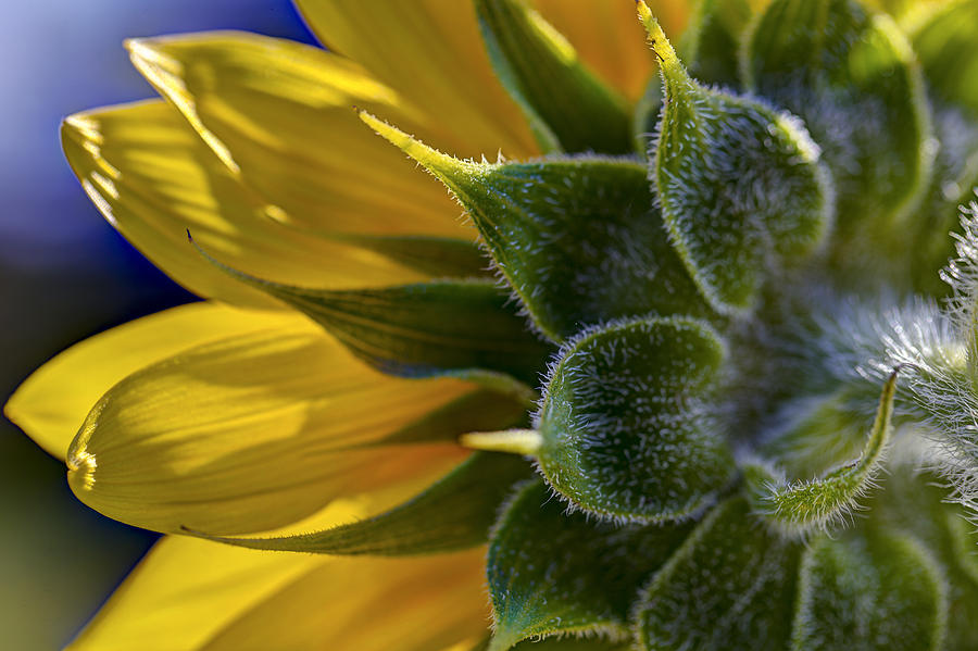 Sunflower back Photograph by Steve Gravano