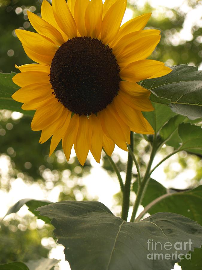 Sunflower Backlighting Photograph by Anna Lisa Yoder