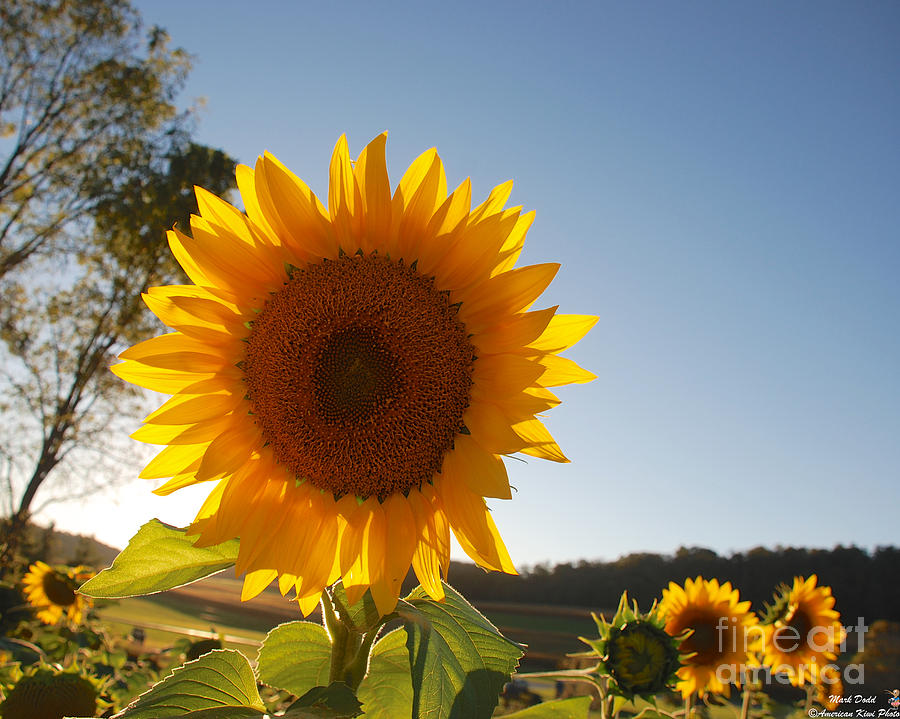 Sunflower backlit  Photograph by Mark Dodd