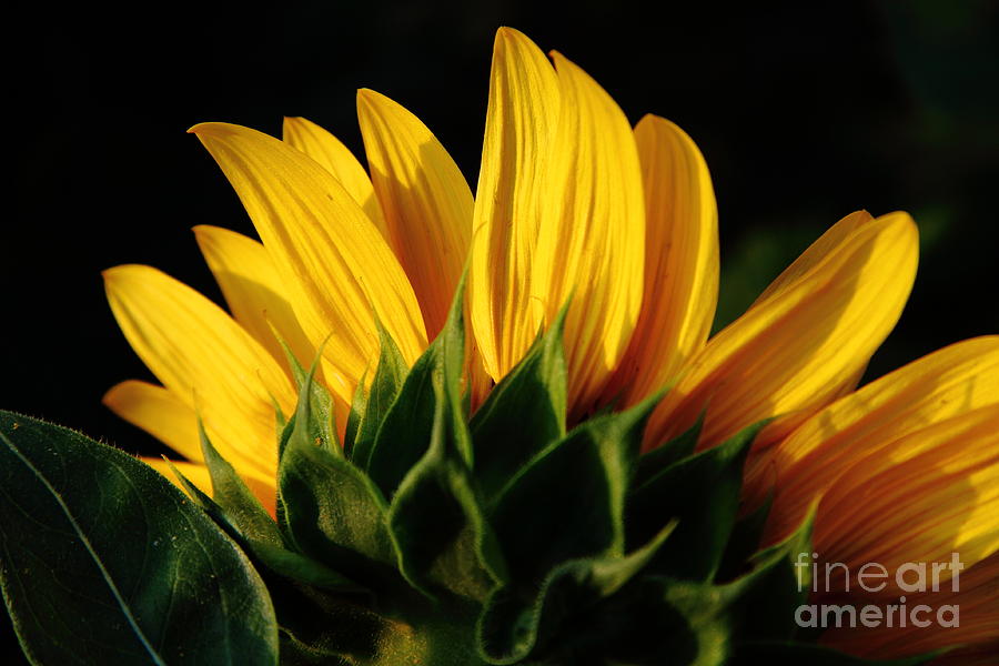 Sunflower Photograph - Sunflower Backside by Craig Holquist