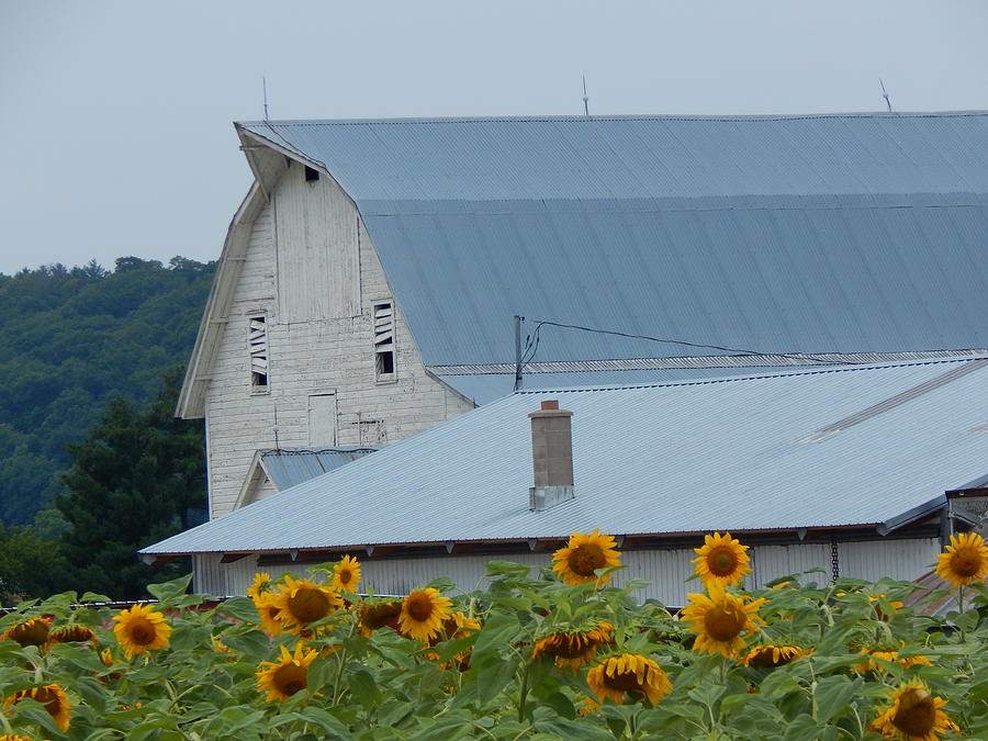 Sunflower Barn Photograph by Wild Thing