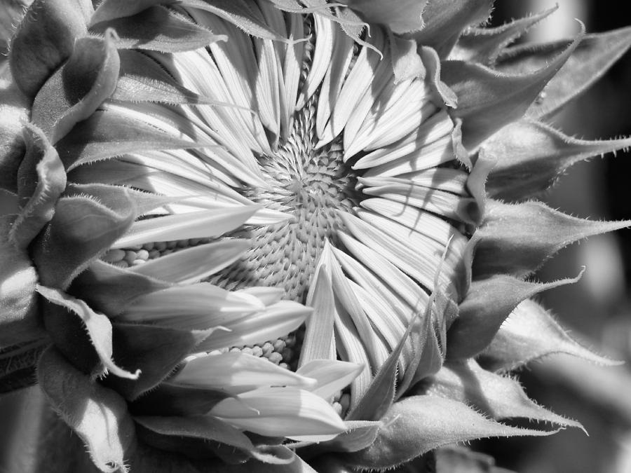 Sunflower Beauty in Black and White Photograph by Belinda Lee