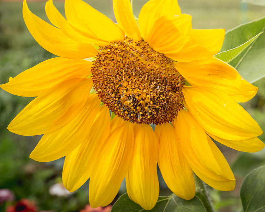 Sunflower Beauty  Photograph by Mary Underwood
