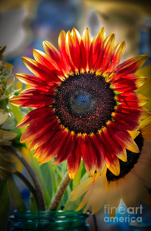 Sunflower Photograph - Sunflower Beauty by Robert Bales