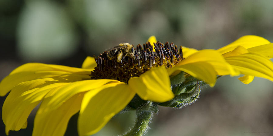 Flower Photograph - Sunflower Bee by AGeekonaBike Photography