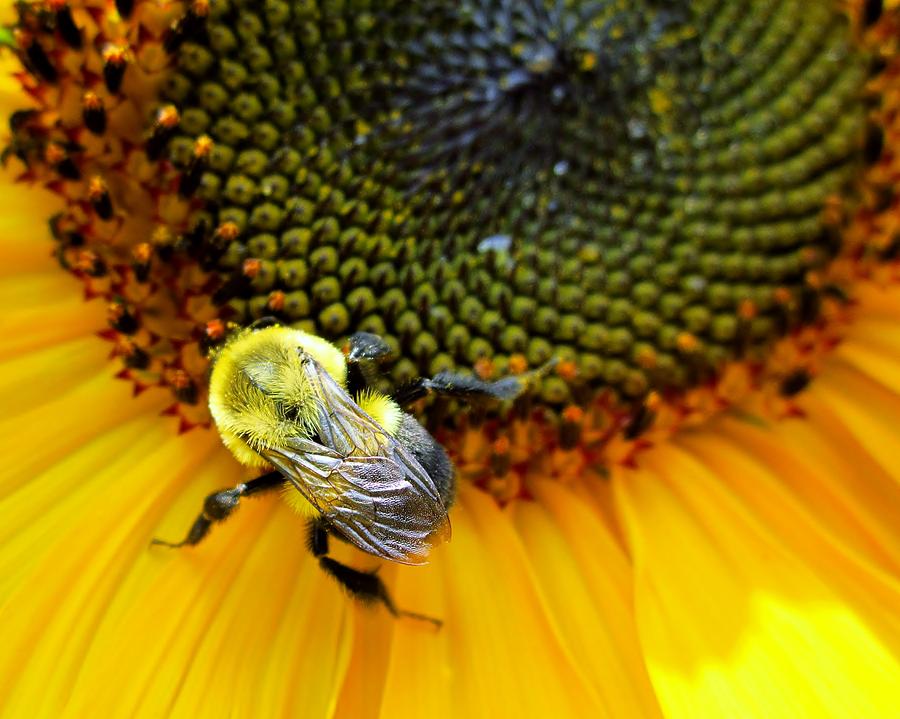 Sunflower Bee Photograph by Cynthia  Clark