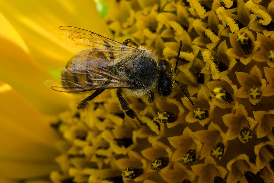 Sunflower Photograph - Sunflower Bee by Joseph Kethan