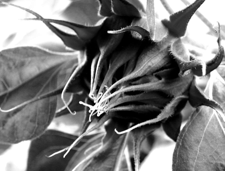 Sunflower Beginning Photograph by Sandi OReilly