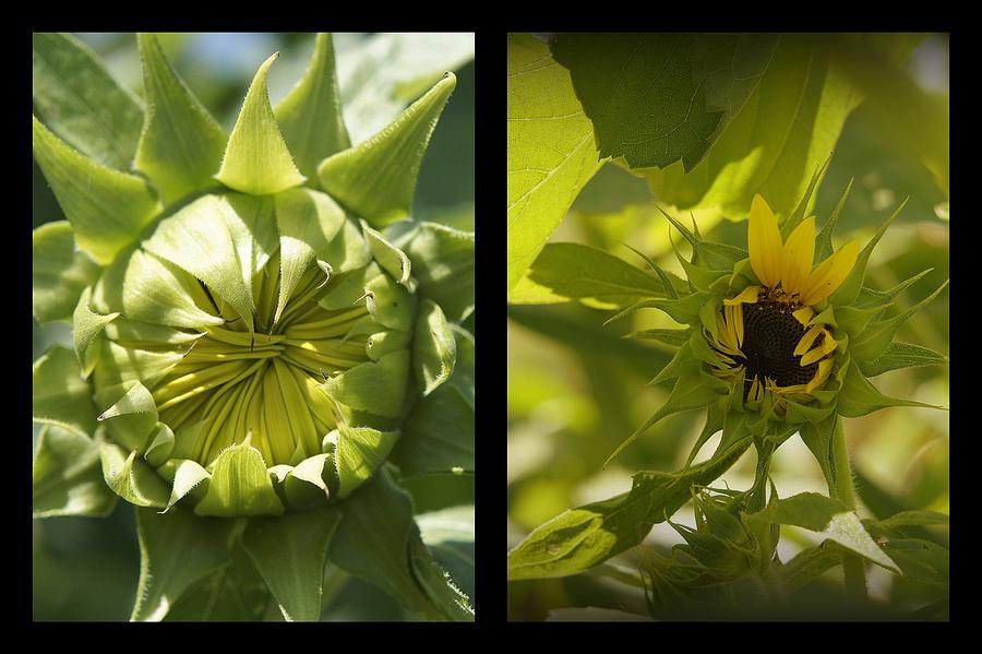 Spring Photograph - Sunflower Beginnings by Laurie Perry