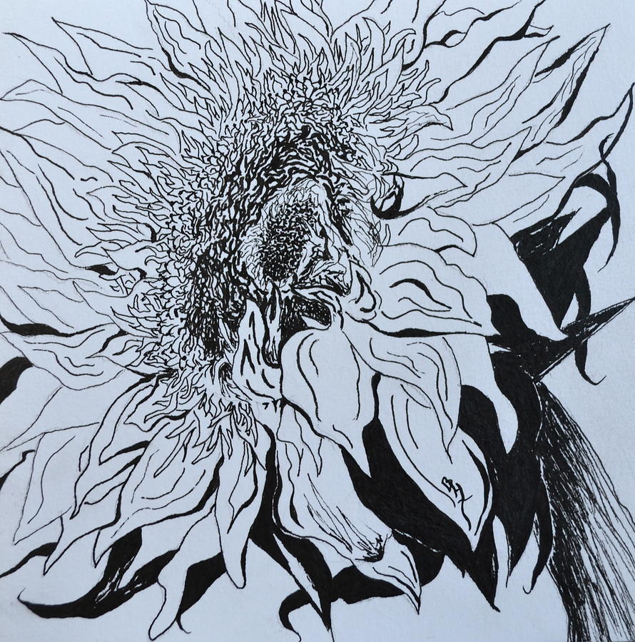 Sunflower Drawing by Beverley Harper Tinsley