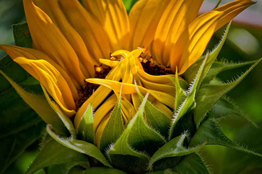 Sunflower Photograph - Sunflower by Bill Wakeley