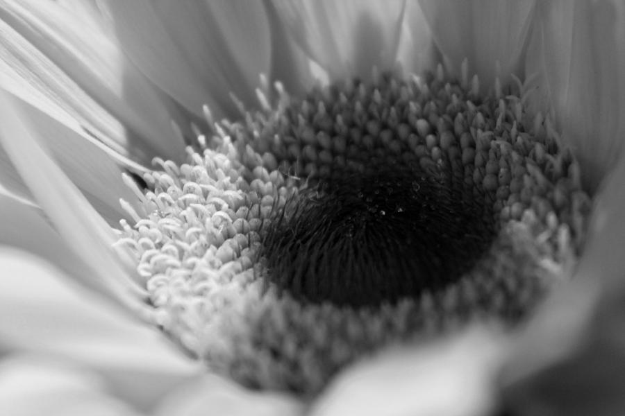 Sunflower - Black And White Photograph