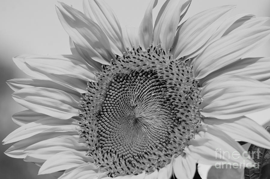 Garden Photograph - Sunflower Black and White by Wilma  Birdwell