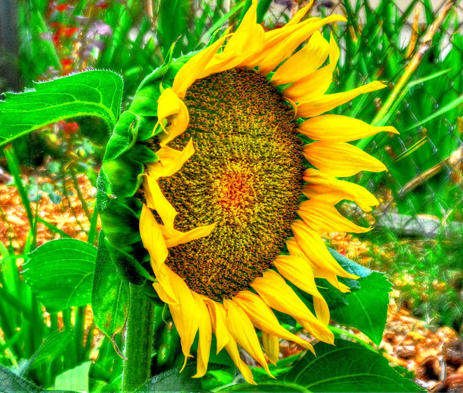 Sunflower Bloom Photograph