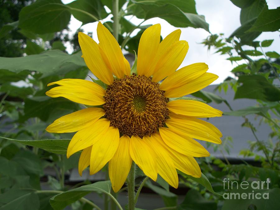 Sunflower Bloom Photograph by Heather Duncan - Fine Art America