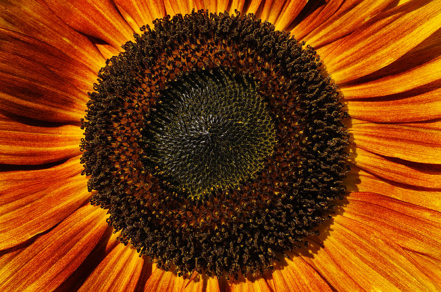 Sunflower Bloom Photograph by Luke Moore