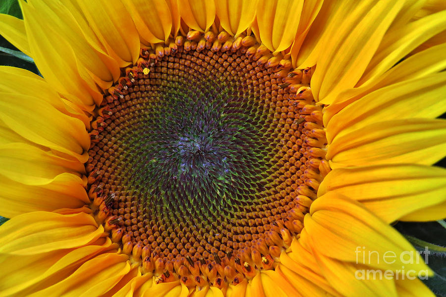 Sunflower Bloom Photograph by Scott Cameron