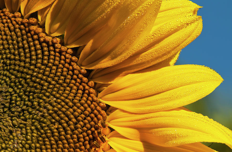 Sunflower Blooms In A Garden  Astoria Photograph by Robert L. Potts