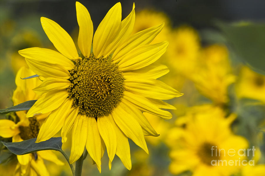 Sunflower blossom Photograph by Heiko Koehrer-Wagner