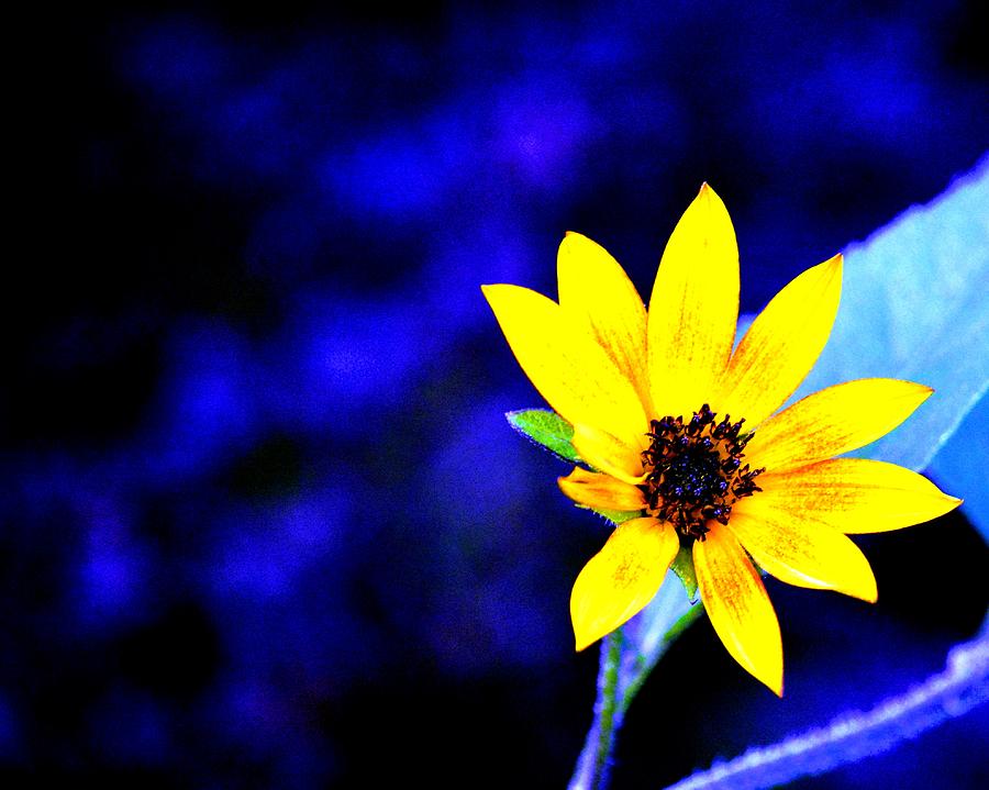 Sunflower Photograph - Sunflower Blues by Karen Majkrzak