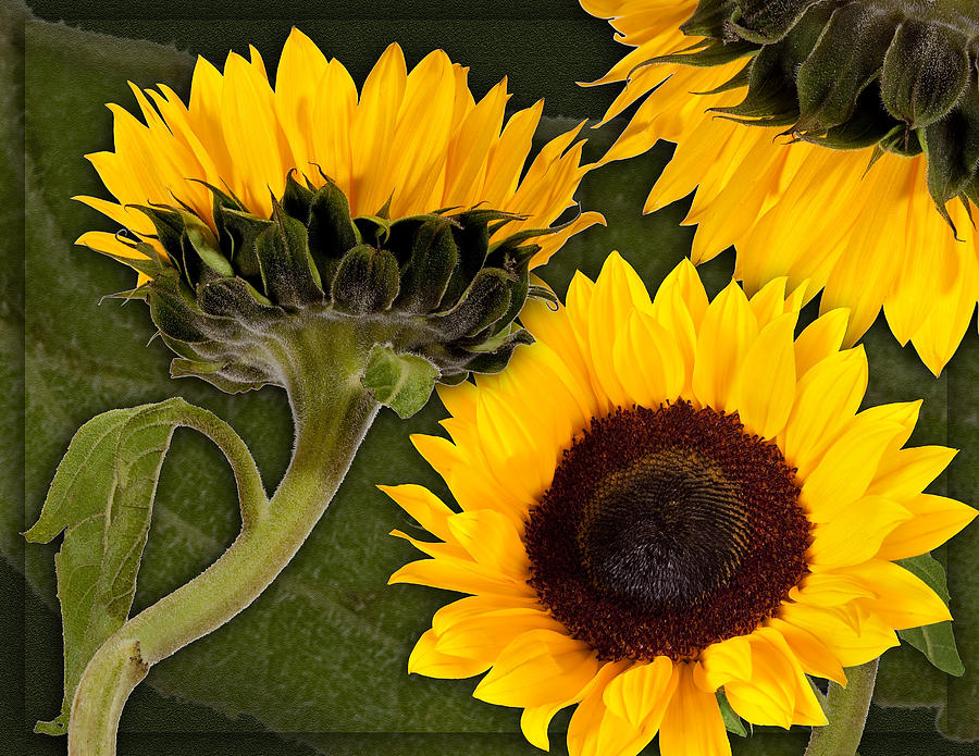 Sunflower by Bob Coates Sunflower by Bob Coates
