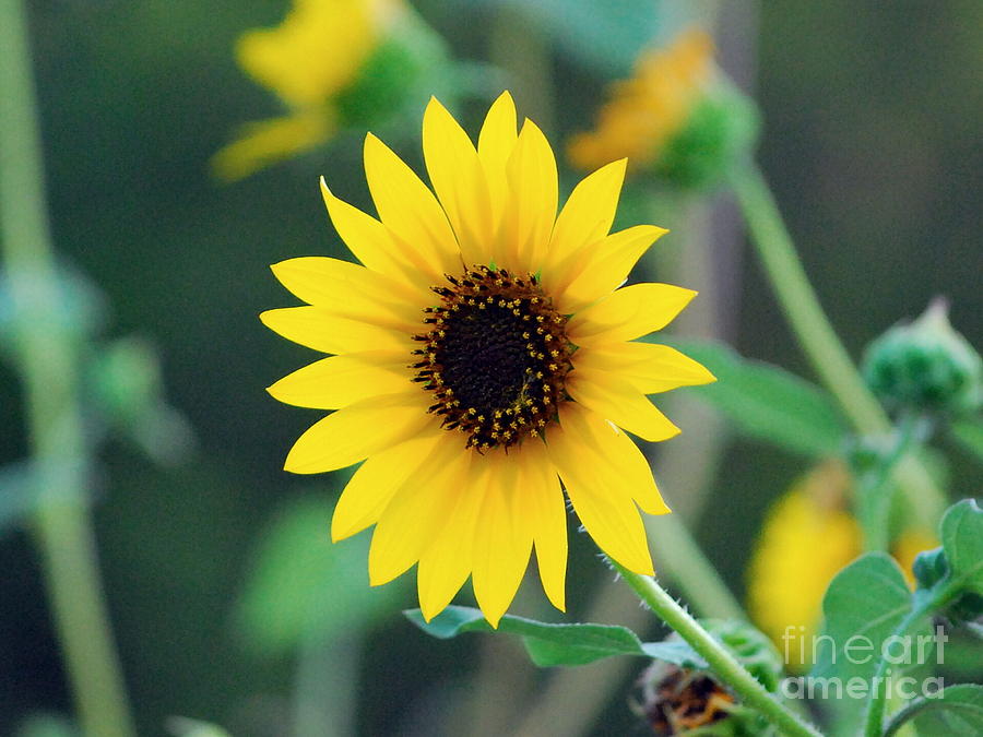 Sunflower On Green  Photograph by Bob Sample