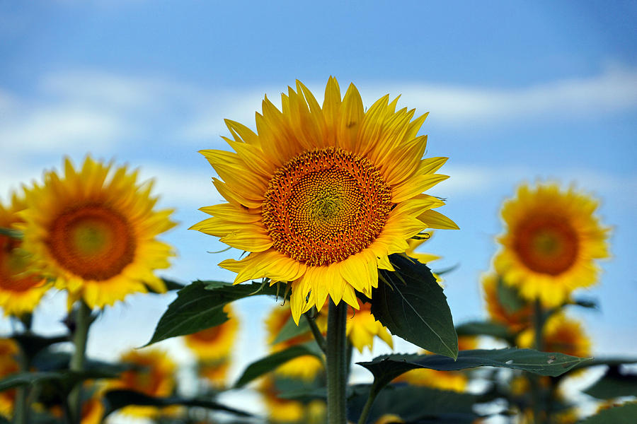 Sunflower Bokeh Photograph by Alan Hutchins