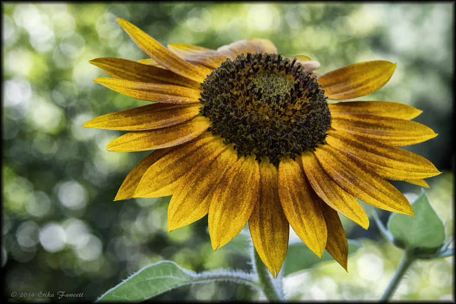 Sunflower Bokeh Photograph by Erika Fawcett