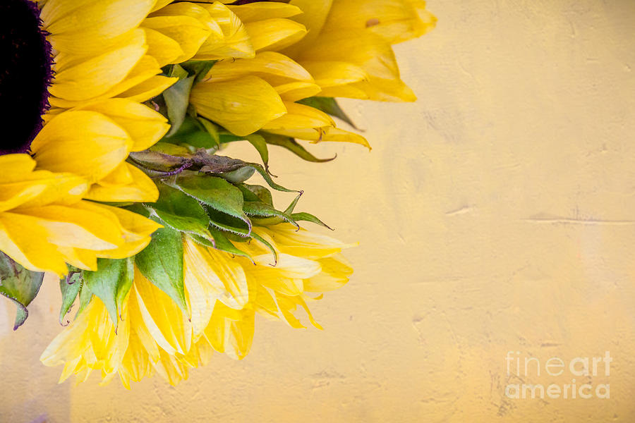 Sunflower Bouquet 1 Photograph by Susan Cole Kelly