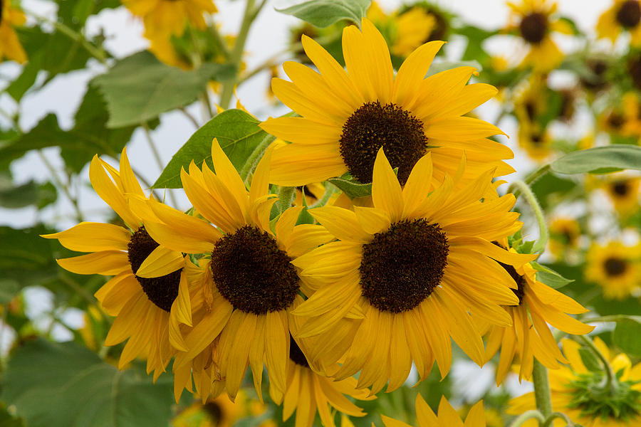 Sunflower Bouquet Photograph by Patricia Schaefer