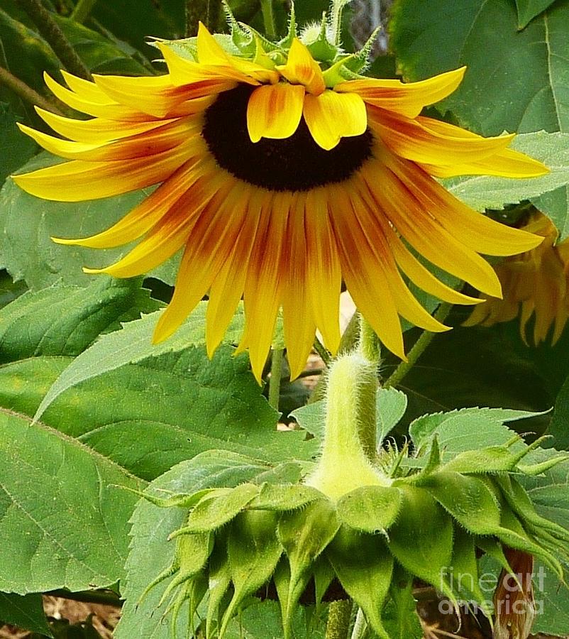 Flowers Still Life Photograph - Sunflower Bow by Susan Garren