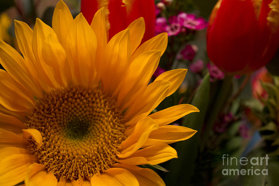 Sunflower Photograph by Brad Marzolf Photography