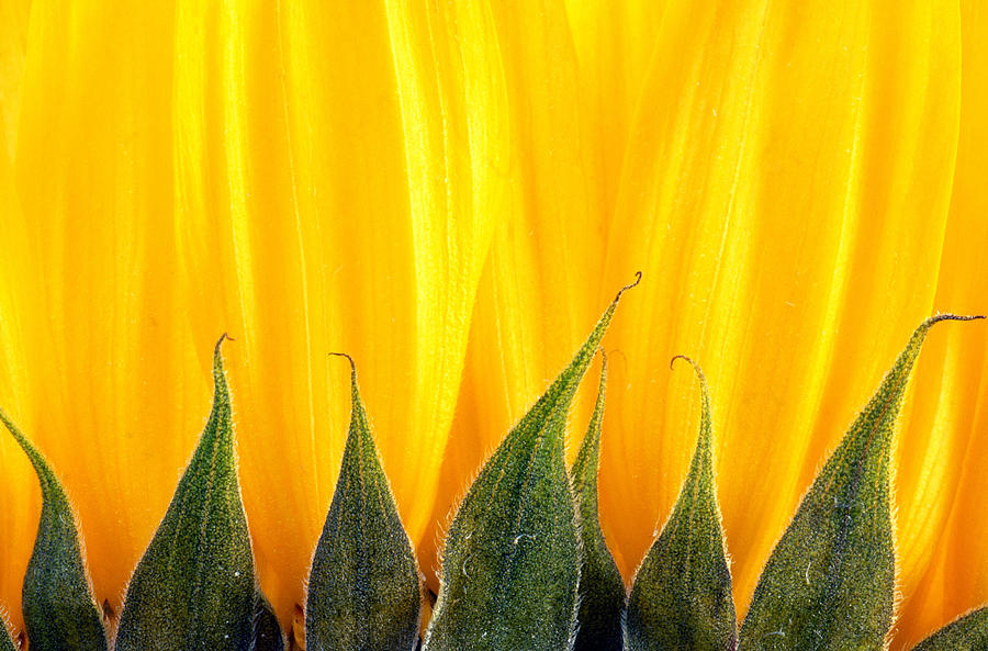 Sunflower Photograph by Brenda Tharp