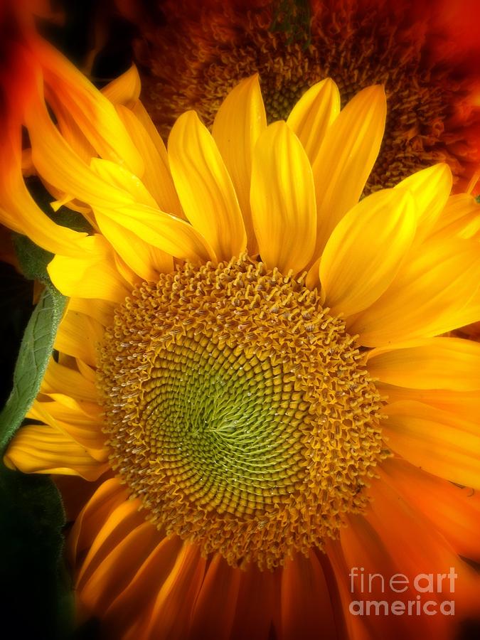 Sunflower Bright Photograph by Susan Garren
