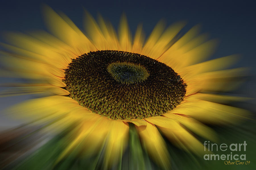 Sunflower  Photograph by Bruno Santoro