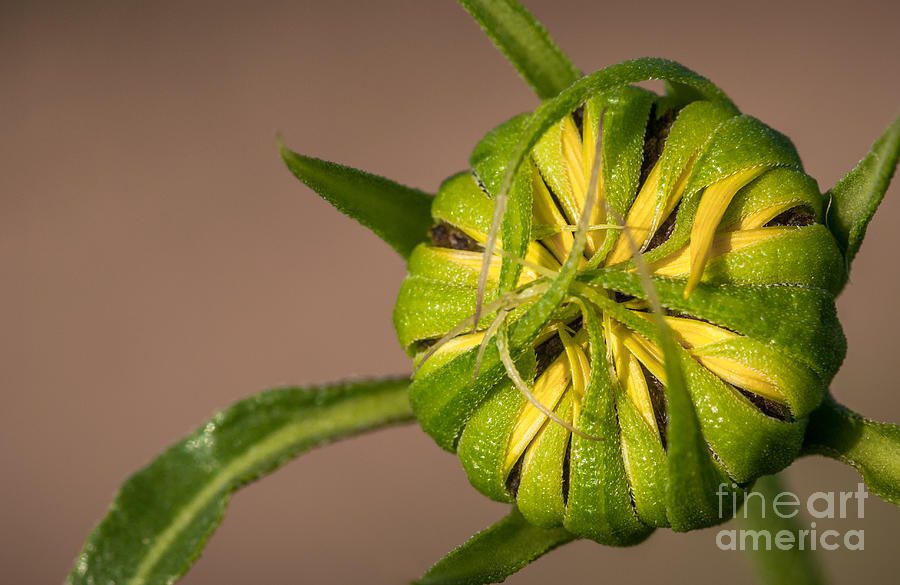 Sunflower Bud Photograph by Al Andersen