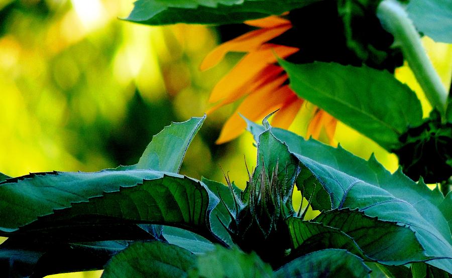 Sunflower Photograph - Sunflower Bud and Leaves by Karen Majkrzak