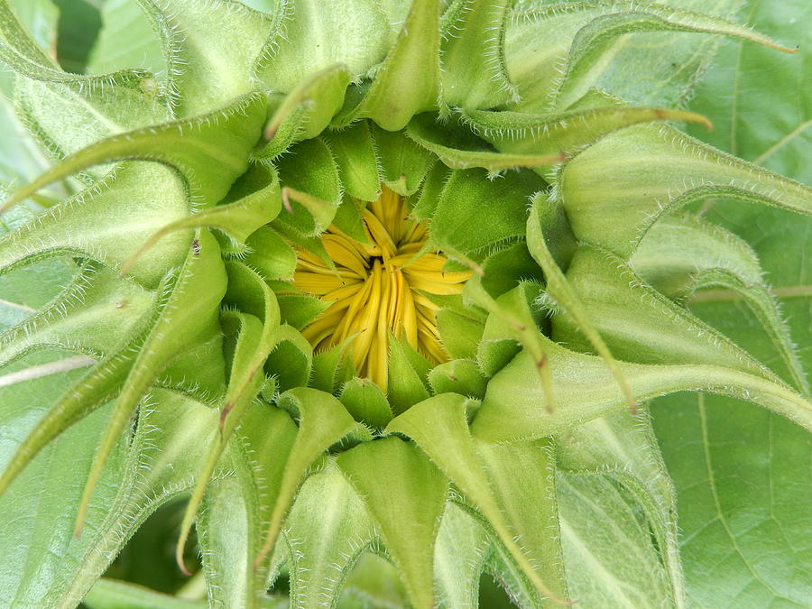 Sunflower Photograph - Sunflower Bud by Betty-Anne McDonald