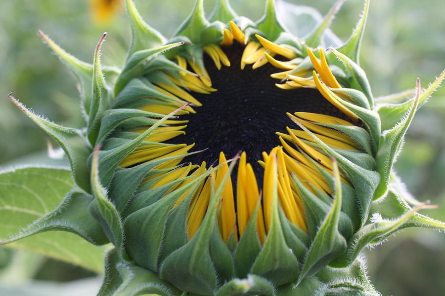 Blooming Sunflower Photograph by Dora Sofia Caputo